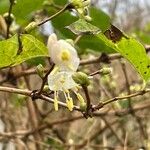 Lonicera fragrantissima Blomst