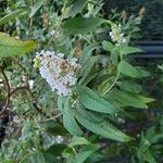 Buddleja albiflora Кветка