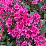 Rhododendron kiusianum Цветок