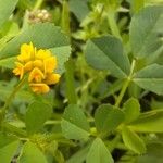 Medicago polymorpha Flor