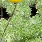 Cotula hispida Flor