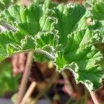 Pelargonium capitatum Leaf