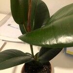 Ficus elastica Folha