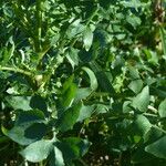 Sonchus tenerrimus Blad