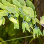 Cerinthe glabra Gyümölcs