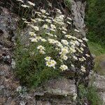 Leucanthemum monspeliense Habit