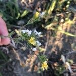 Linum strictum Cvijet