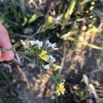 Linum strictum Blüte