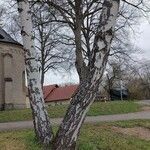 Betula pubescens Écorce