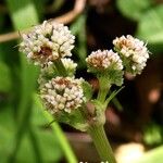 Sanicula europaeaFlower