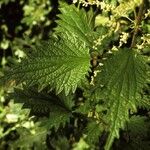 Urtica gracilenta Лист