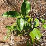 Mystroxylon aethiopicum Leaf