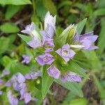 Gentianella ramosa Flor