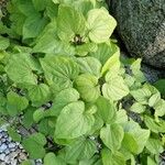 Dioscorea villosa Leaf