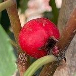 Prunus lusitanica Fruit