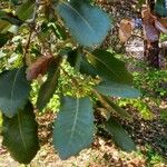 Quercus infectoria 葉