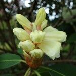 Rhododendron sinofalconeri Прочее