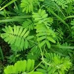 Mimosa diplotricha Φύλλο