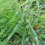 Equisetum pratense Лист