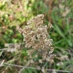 Pseudognaphalium undulatum Floro