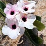 Adenium boehmianum Λουλούδι