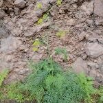 Ferula latipinna Hábito
