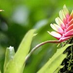 Vriesea carinata Λουλούδι