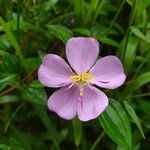Dissotis rotundifolia Цвят