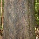 Eperua rubiginosa Corteza