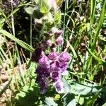 Scutellaria columnaeFlower