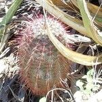 Echinocereus viridiflorus Blatt