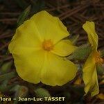 Cistus atriplicifolius Flor