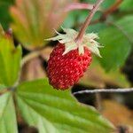 Fragaria vesca Fruit