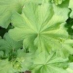 Alchemilla xanthochloraLeaf