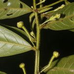 Guatteria tomentosa Fruct