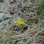 Gagea bohemica Fula
