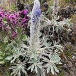 Lupinus alopecuroides Habitat