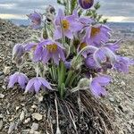 Pulsatilla grandis Flor