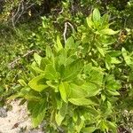 Conocarpus erectus Leaf
