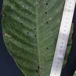 Rustia costaricensis Kita