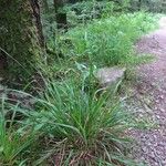 Festuca altissima Blad