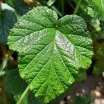 Rubus tricolor Leaf