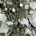 Androsace villosa Flower