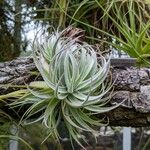 Tillandsia gardneri Habit