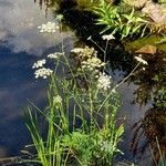 Peucedanum palustre Plante entière