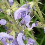 Salvia pratensis ফুল