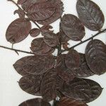 Hirtella paniculata Máis