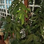 Philodendron pedatum برگ