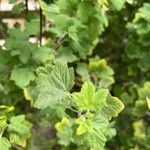 Ribes malvaceum Blatt