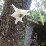Lilium formosanum Cvet